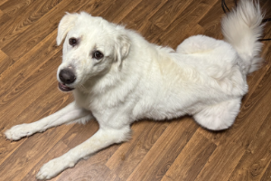 Dax sitting on the floor