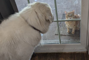 Dax staring at her cat through a window.